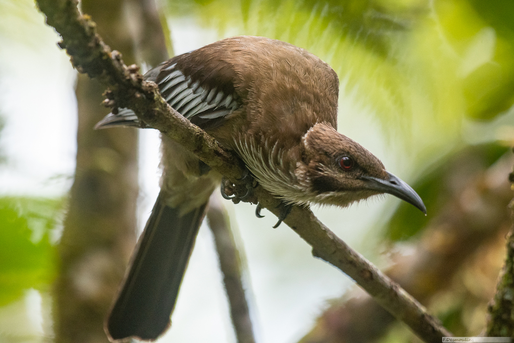 New Caledonian Friarbird (Philemon diemenensis) photo