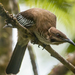 New Caledonian Friarbird - Photo (c) Frédéric Desmoulins, some rights reserved (CC BY-NC), uploaded by Frédéric Desmoulins
