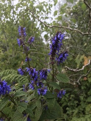Salvia connivens