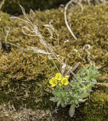 Draba incerta