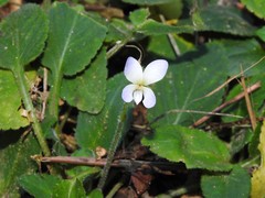 Viola diffusa