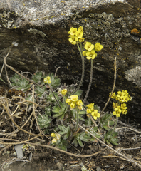 Draba incerta