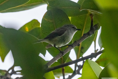 Gerygone flavolateralis flavolateralis