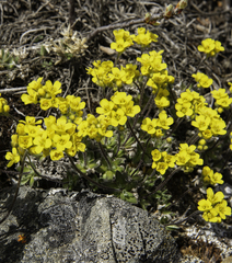 Draba incerta