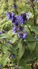 Salvia connivens
