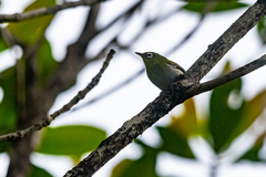 Zosterops xanthochroa