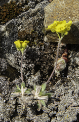 Draba incerta