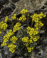 Draba incerta