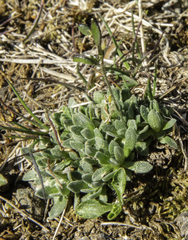 Draba incerta