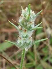 Plantago aristata
