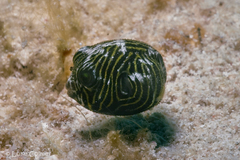 Arothron stellatus