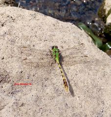 Erpetogomphus crotalinus