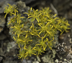 Draba stenopetala
