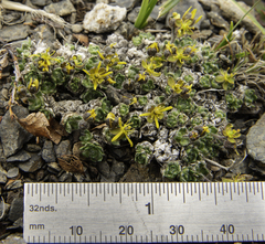 Draba stenopetala