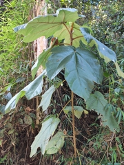 Ficus esquiroliana
