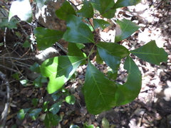 Cupaniopsis wadsworthii