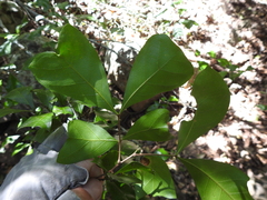 Cupaniopsis wadsworthii