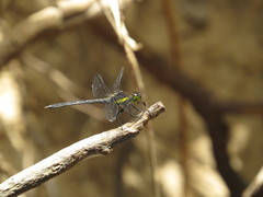 Agrionoptera longitudinalis biserialis