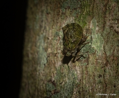 Cotylana angustifrons