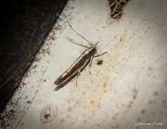 Macrenches eurybatis