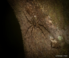 Tamopsis brachycauda