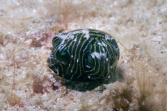 Arothron stellatus