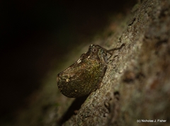 Cotylana angustifrons