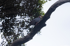 Columba vitiensis hypoenochroa