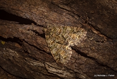 Polyclysta hypogrammata