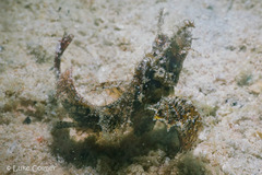 Pteroidichthys amboinensis