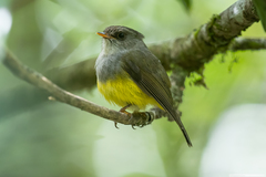 Eopsaltria flaviventris