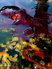 Giant Pacific Octopus