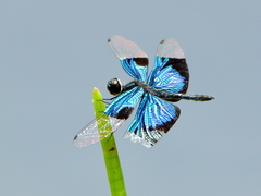 Rhyothemis resplendens