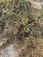 Nitrophila occidentalis