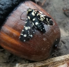 Pseudothyris sepulchralis