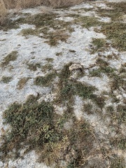 Nitrophila occidentalis
