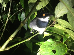 Batis dimorpha dimorpha