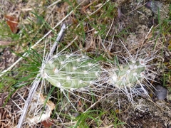 Opuntia × columbiana