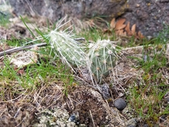 Opuntia × columbiana