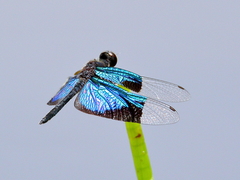 Rhyothemis resplendens