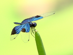 Rhyothemis resplendens