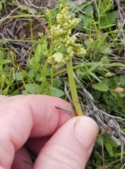 Sceptridium lunarioides