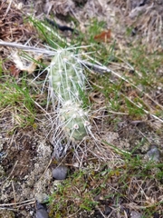 Opuntia × columbiana