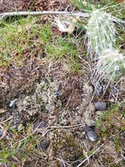 Opuntia × columbiana