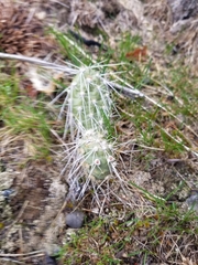 Opuntia × columbiana