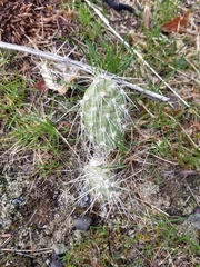 Opuntia × columbiana