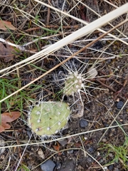 Opuntia × columbiana
