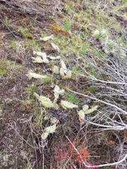 Opuntia × columbiana