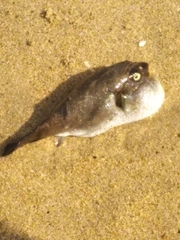 Arothron immaculatus