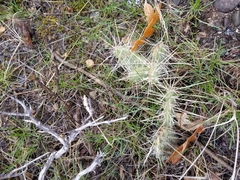 Opuntia × columbiana
